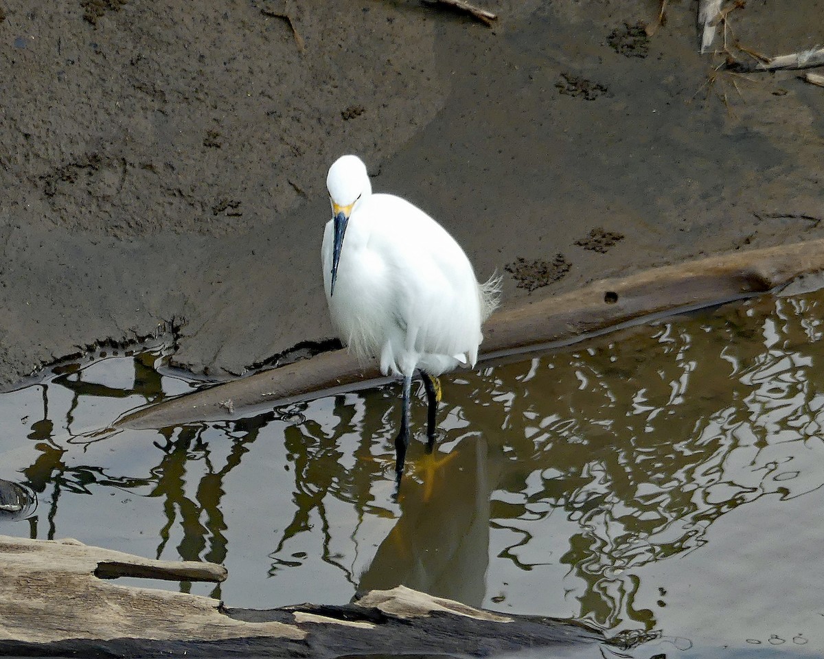 Snowy Egret - ML624512726
