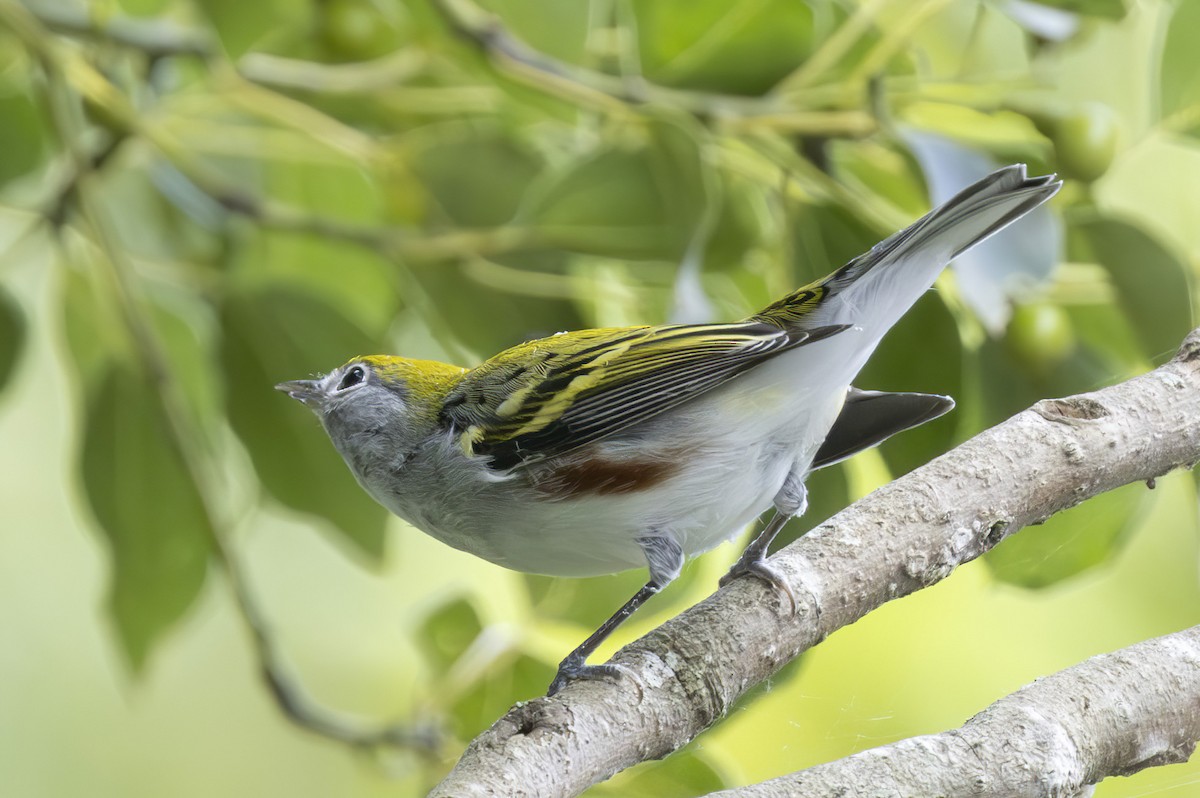 Chestnut-sided Warbler - ML624512746