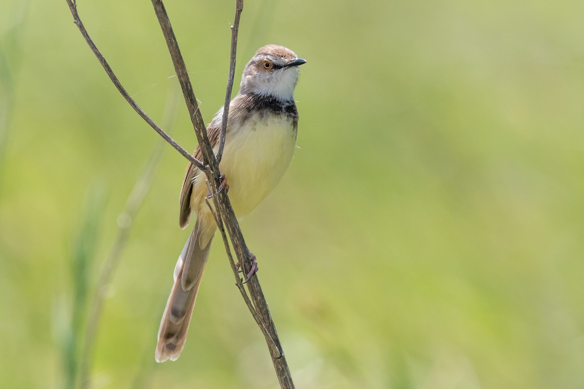 Black-chested Prinia - ML624512759