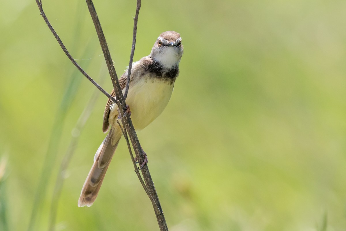 svartbrystprinia - ML624512760