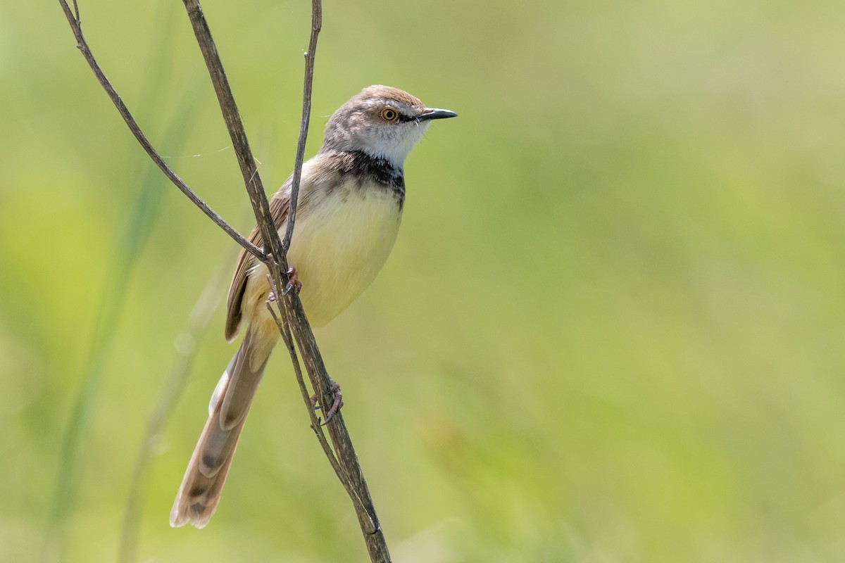 Black-chested Prinia - ML624512761