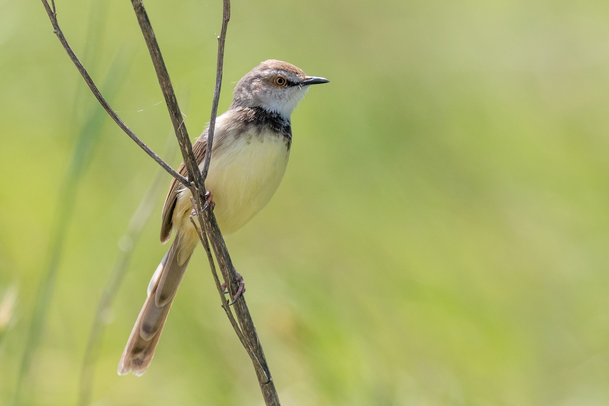 Prinia Pechinegra - ML624512762