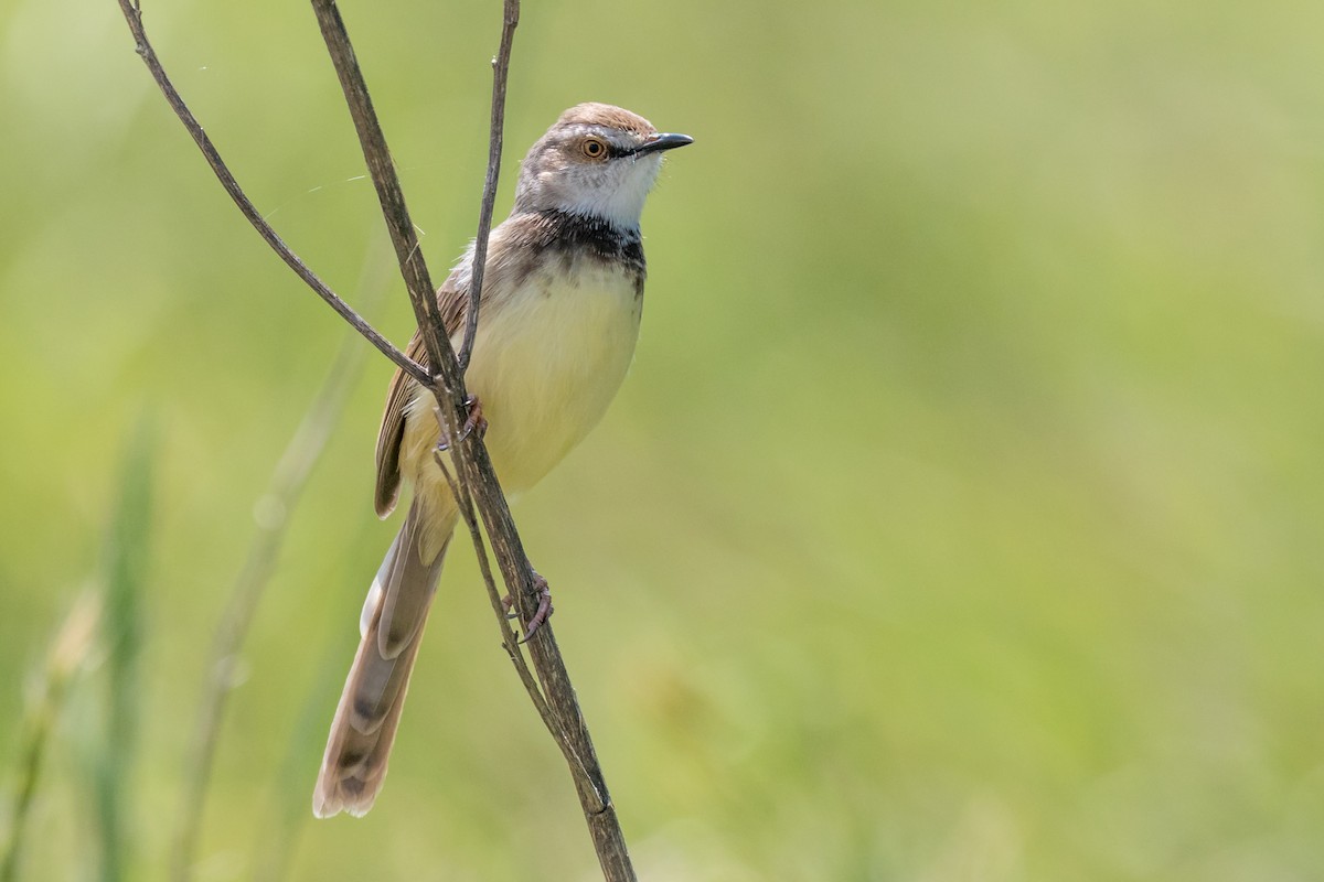 Black-chested Prinia - ML624512763