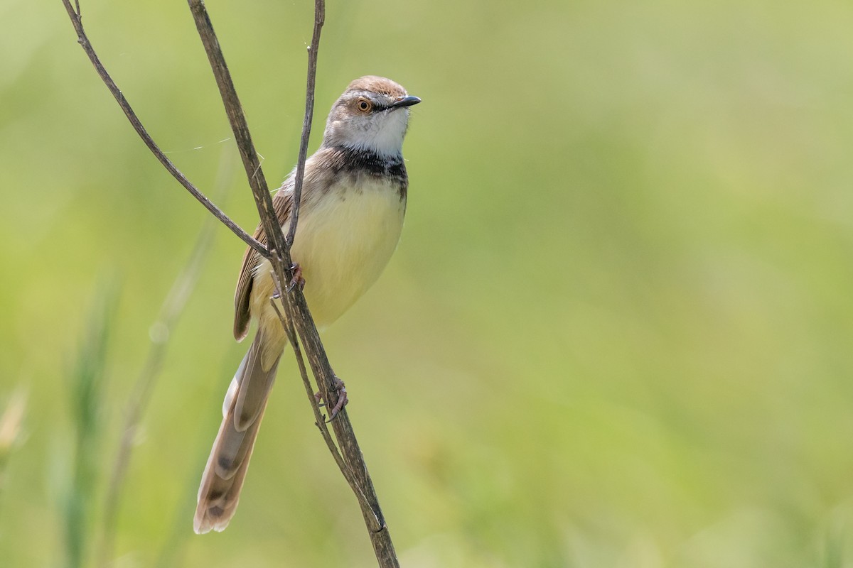 Black-chested Prinia - ML624512764