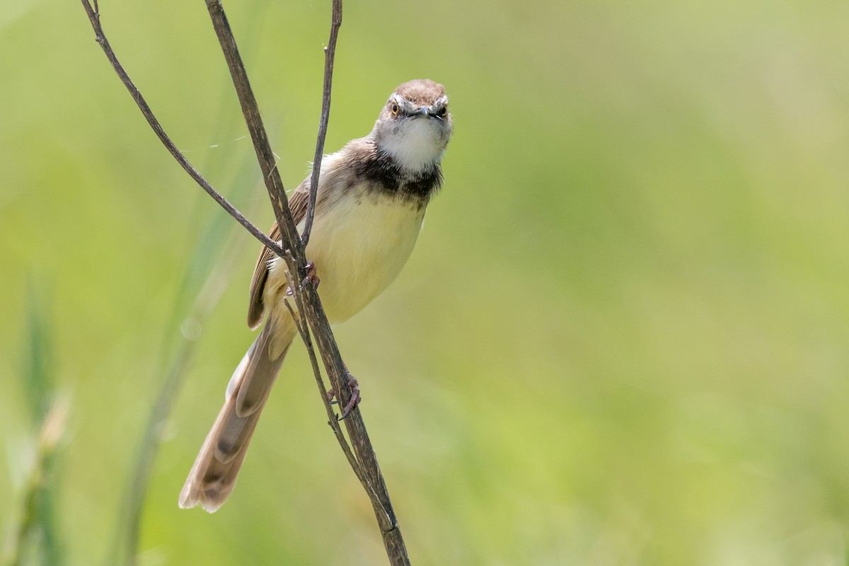 Black-chested Prinia - Daniel Danckwerts (Rockjumper Birding Tours)