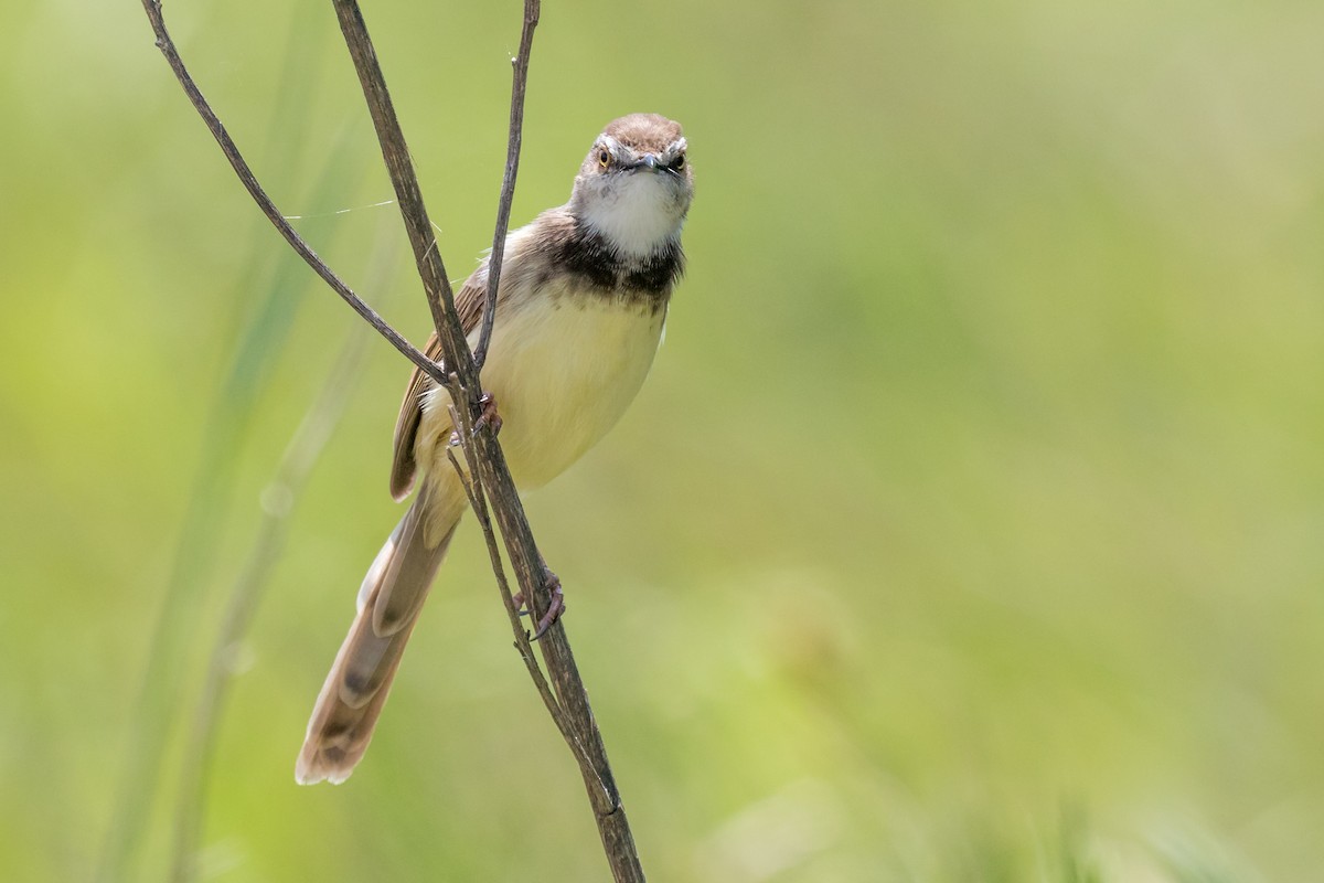 Black-chested Prinia - Daniel Danckwerts (Rockjumper Birding Tours)