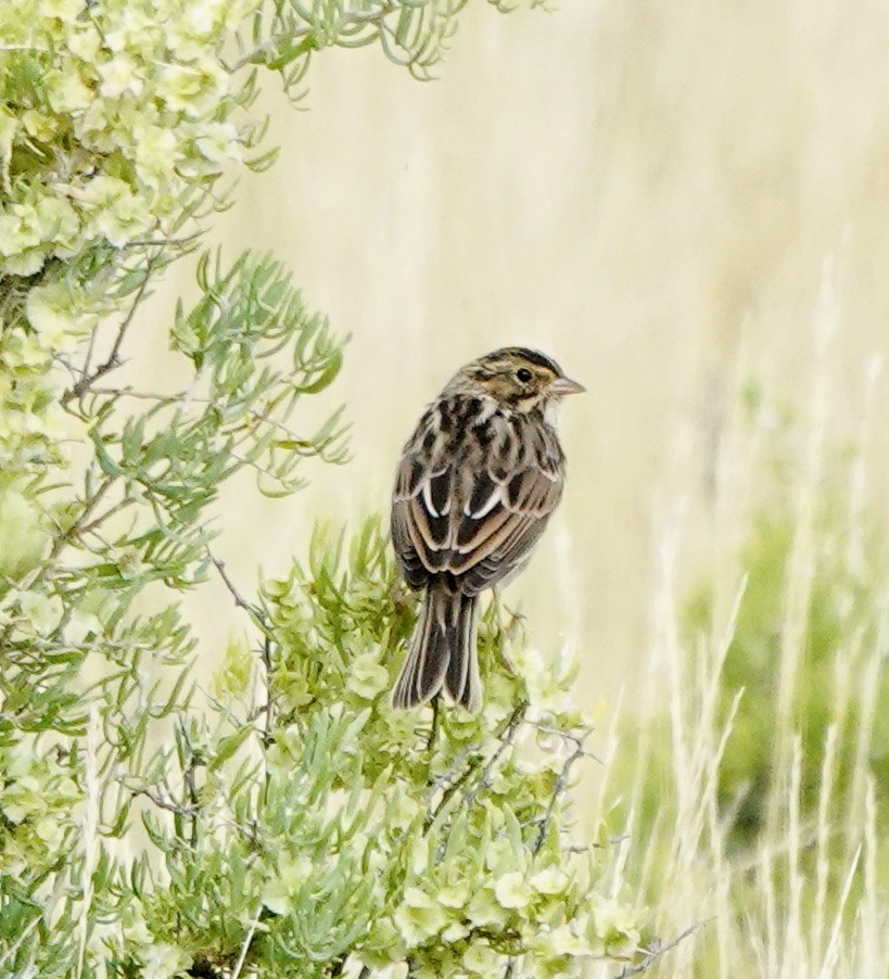 Savannah Sparrow - ML624512800