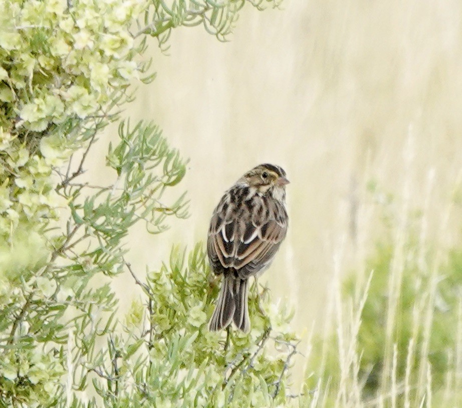 Savannah Sparrow - ML624512801