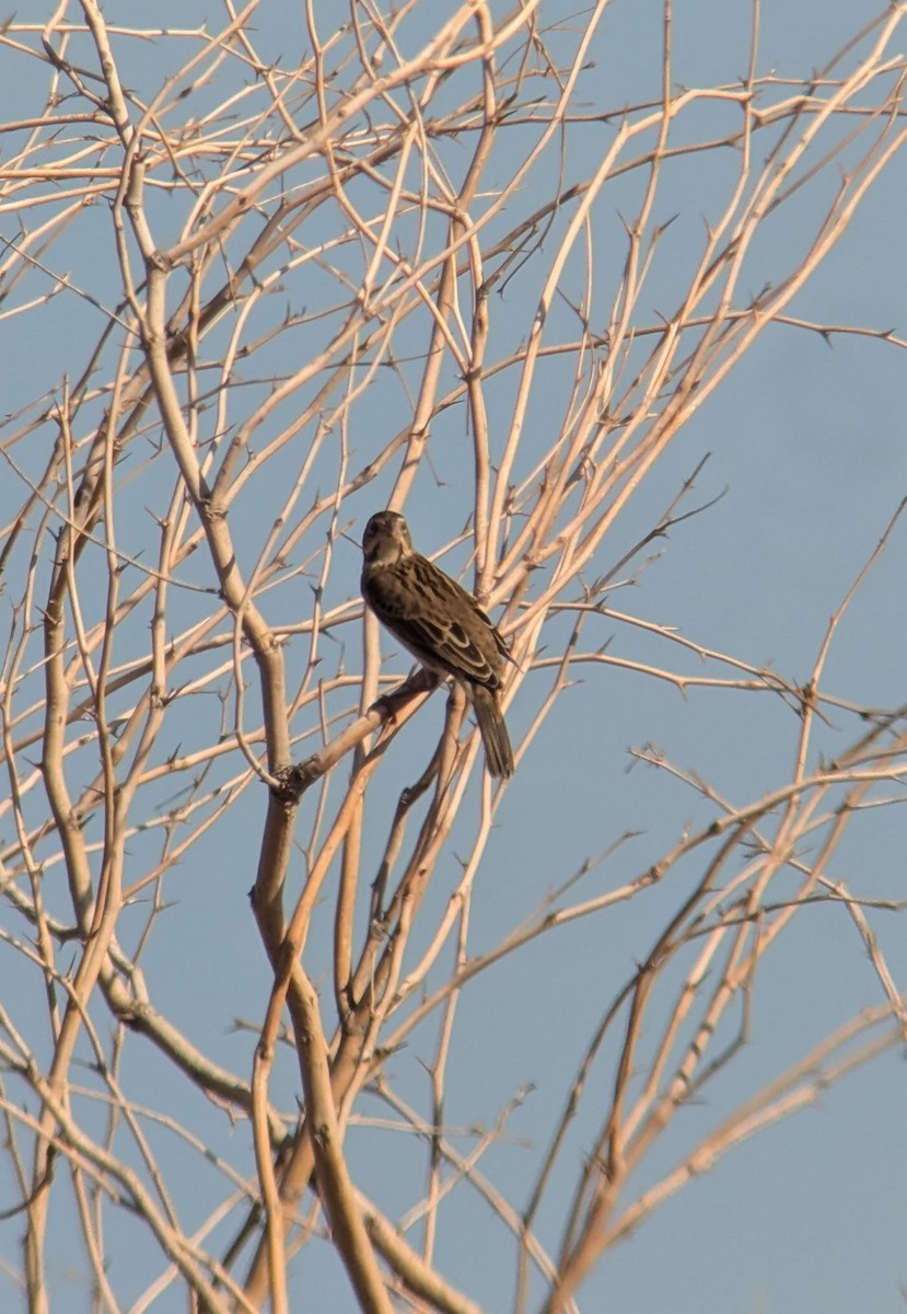 Dickcissel - ML624512808