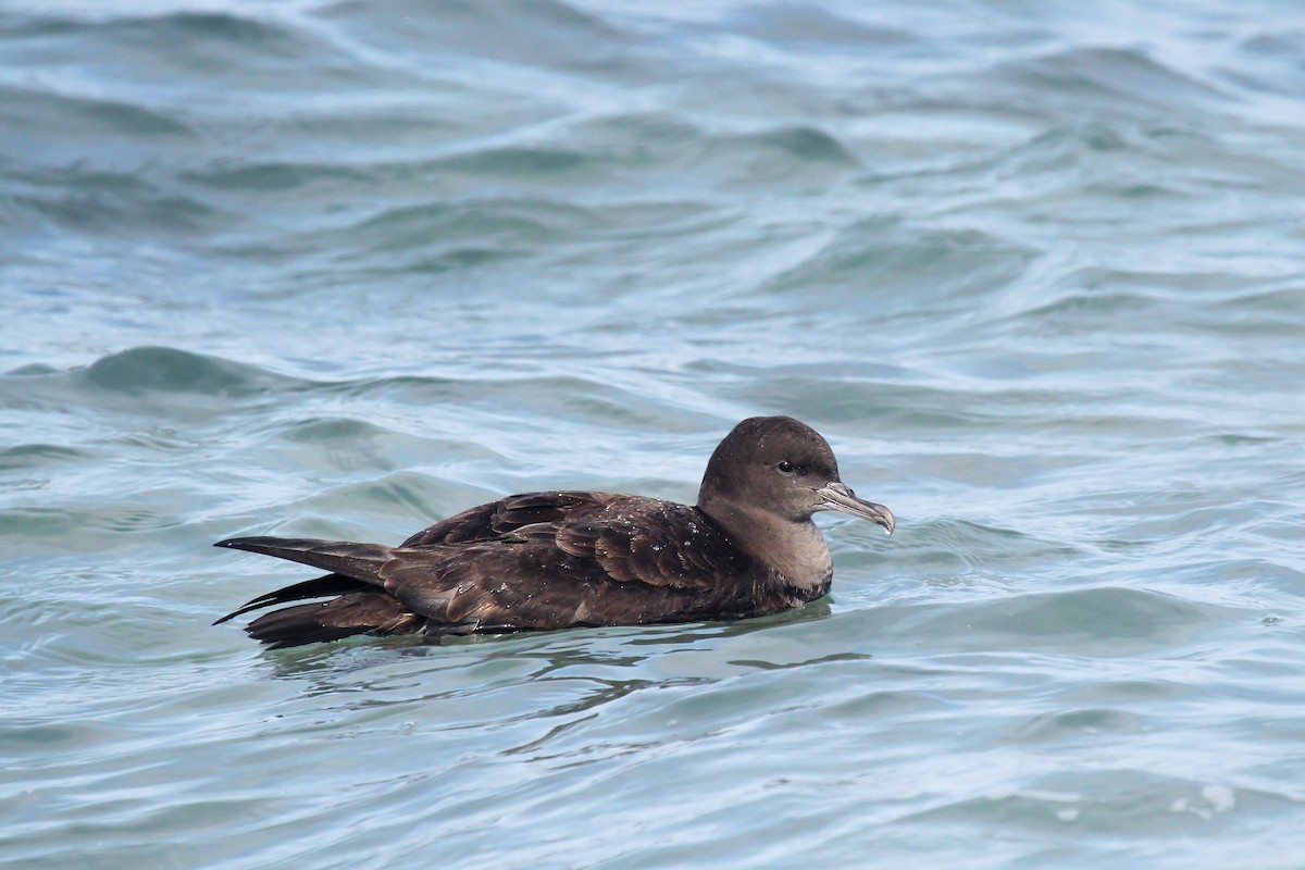 Sooty Shearwater - ML624512841