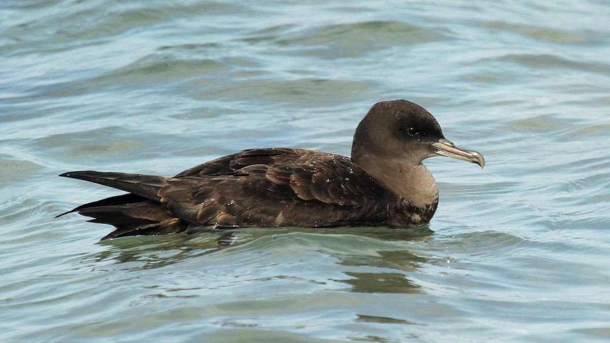 Sooty Shearwater - ML624512842