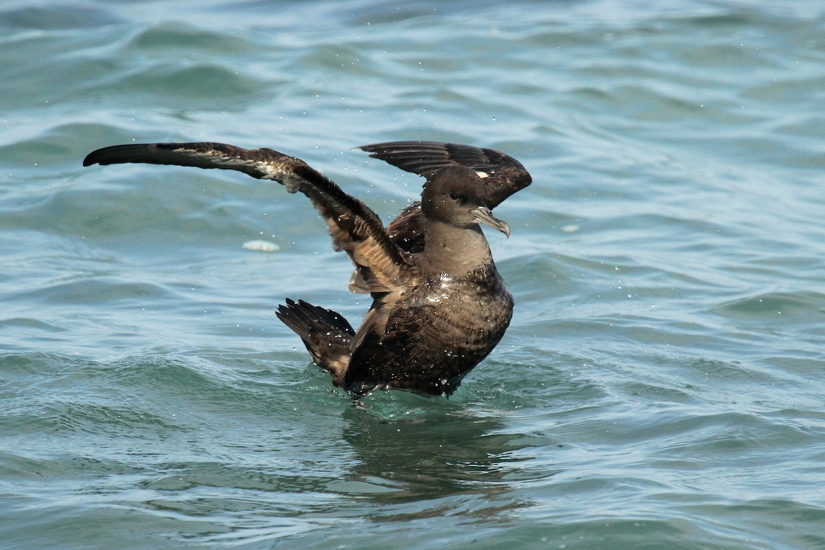 Sooty Shearwater - ML624512847