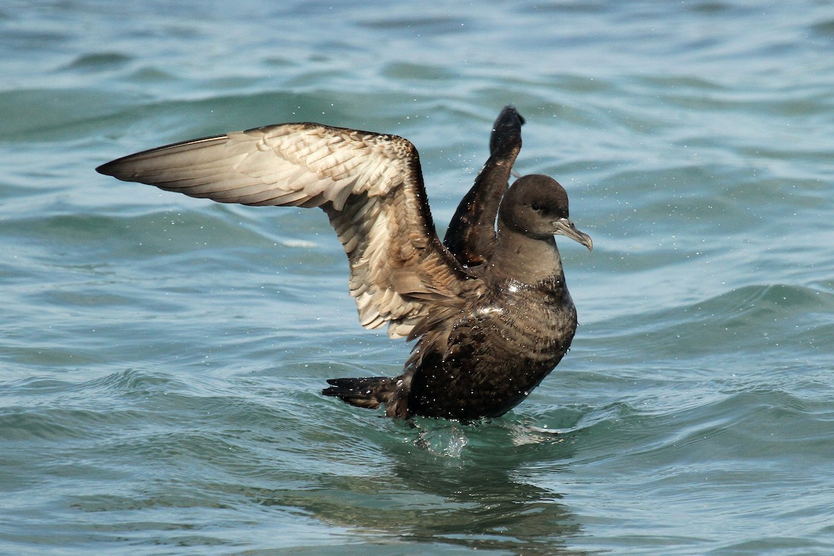 Sooty Shearwater - ML624512848