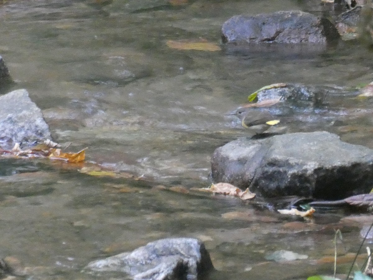 American Redstart - Leigh McDougal