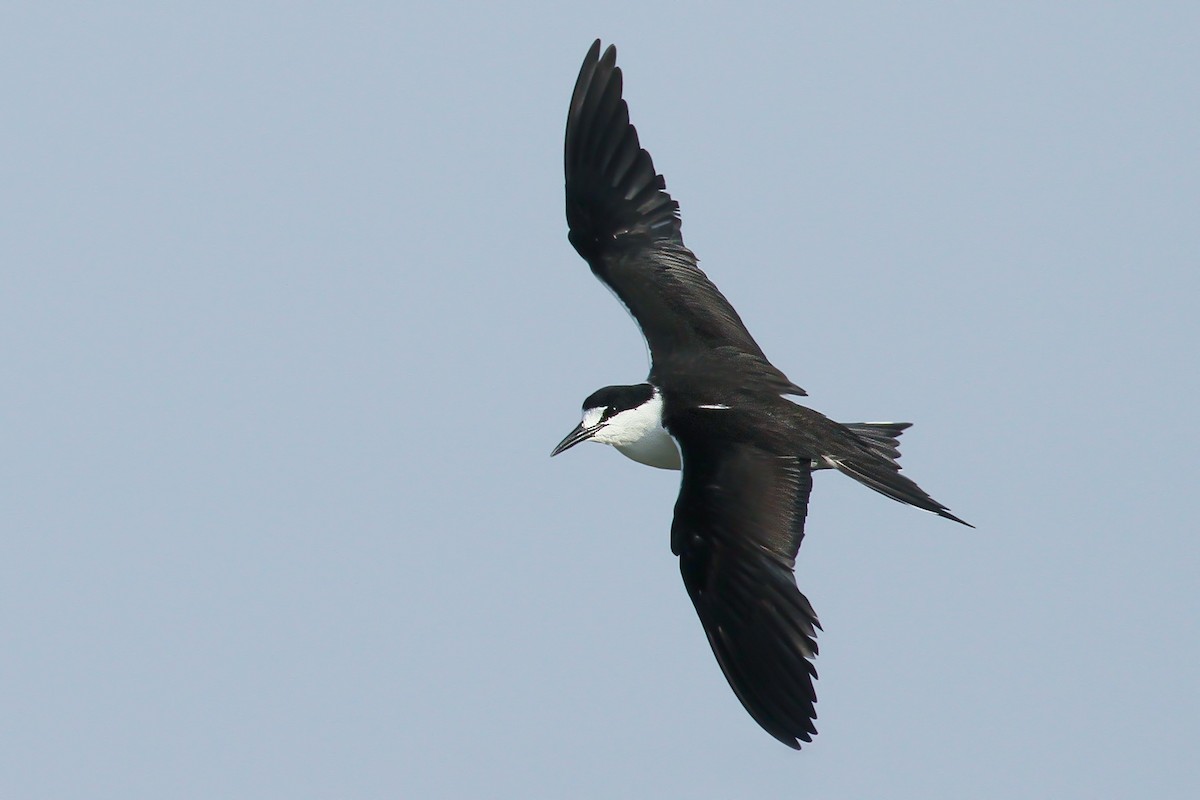 Sooty Tern - ML624512899