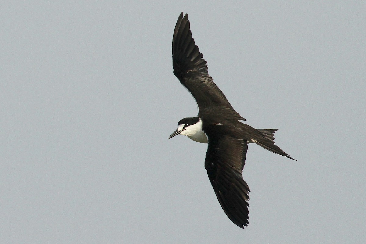 Sooty Tern - ML624512901