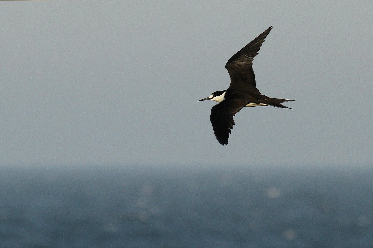 Sooty Tern - ML624512906