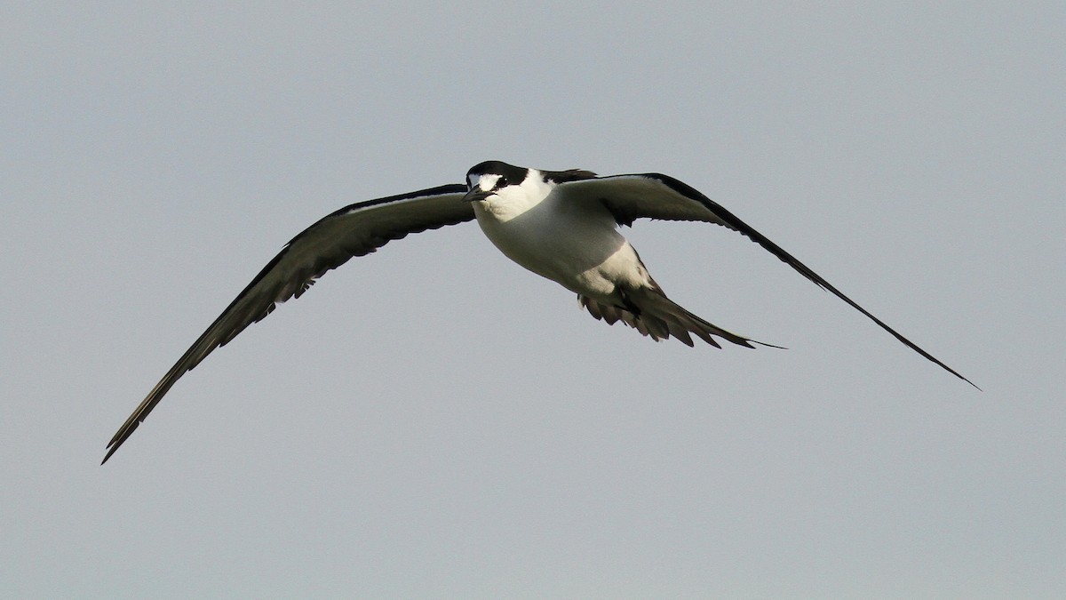 Sooty Tern - ML624512907