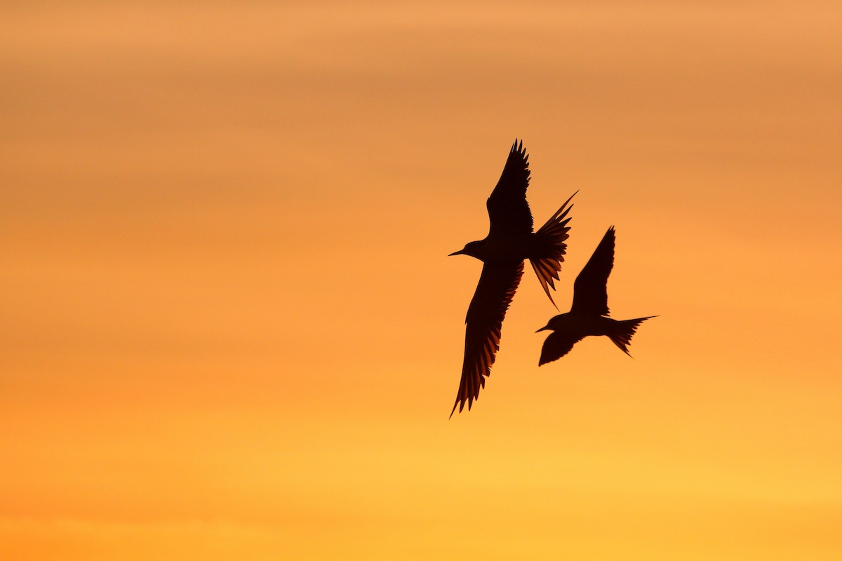 Sooty Tern - ML624512915