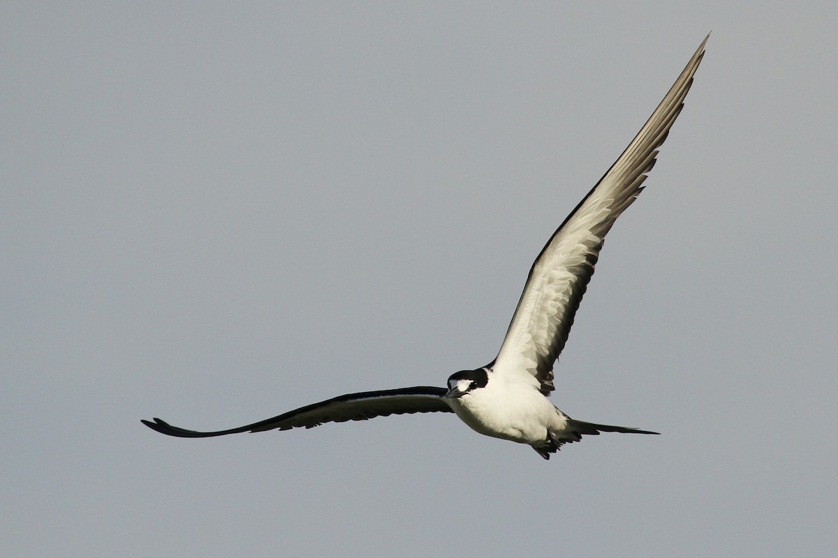 Sooty Tern - ML624512917