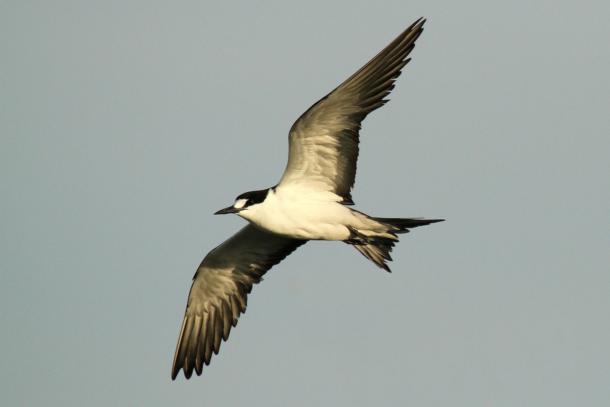 Sooty Tern - ML624512920