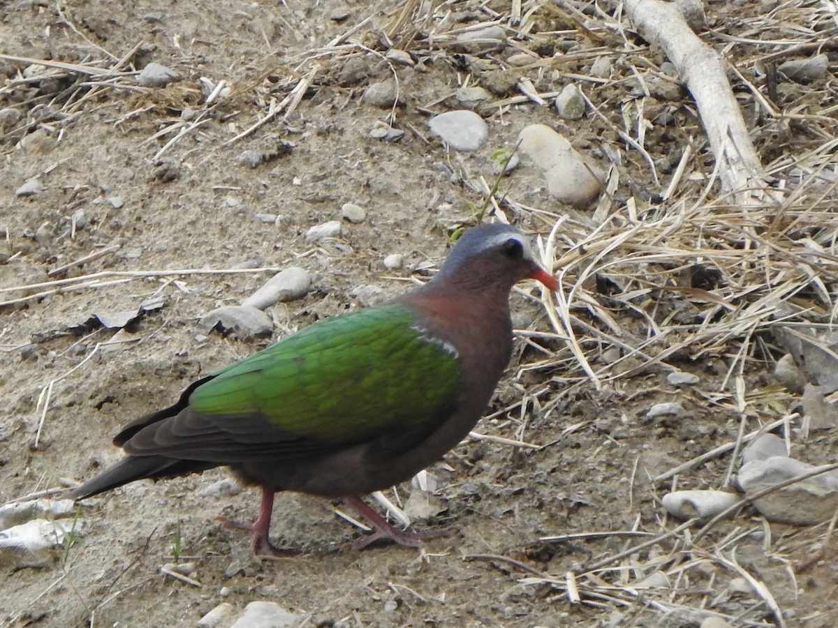 Asian Emerald Dove - ML624512935