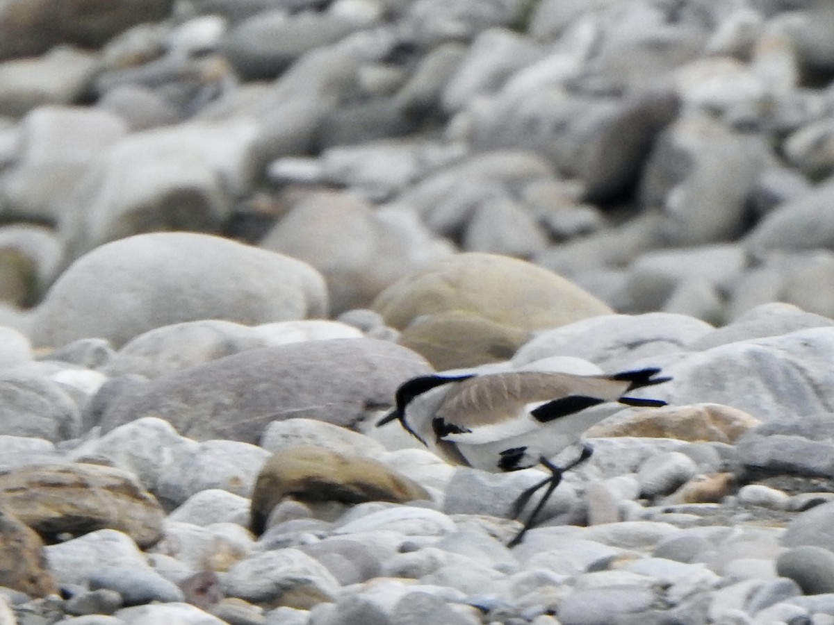 River Lapwing - ML624513013