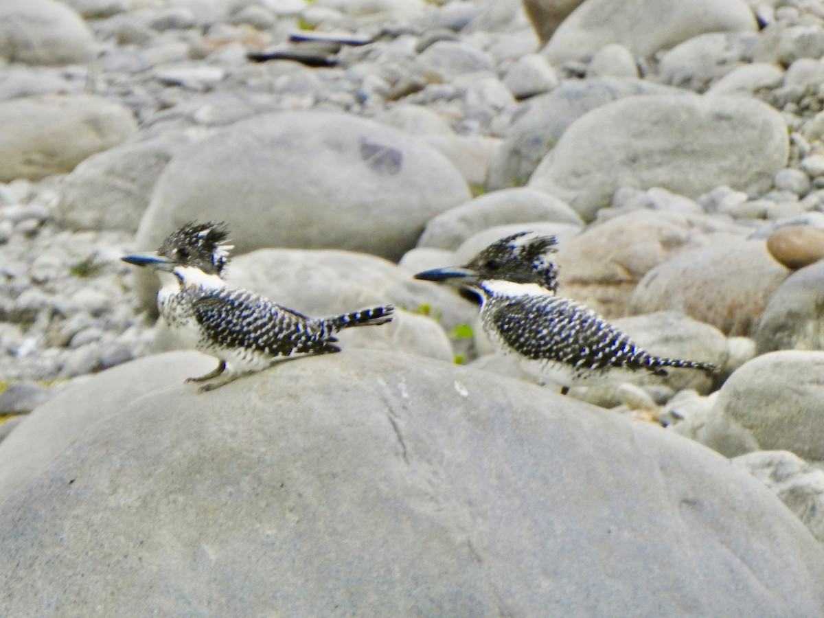 Crested Kingfisher - ML624513053