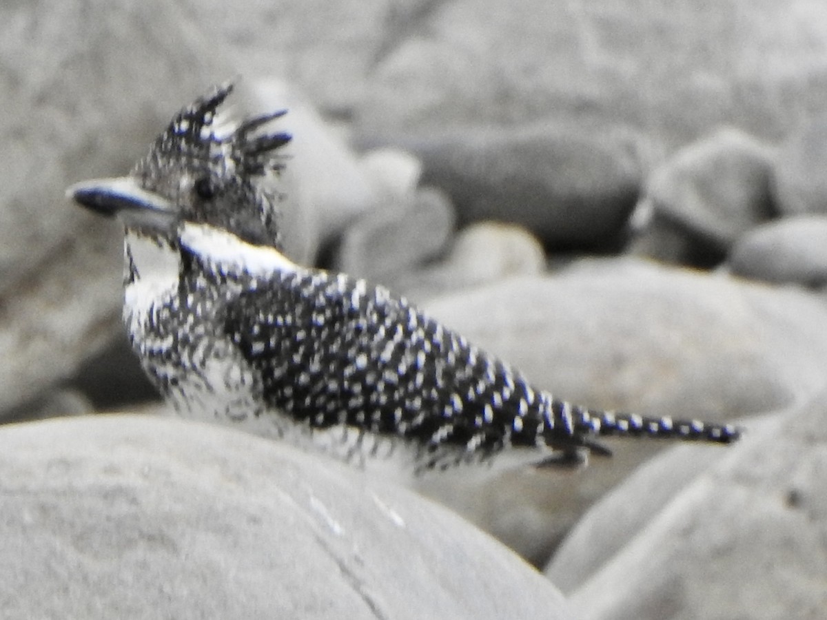 Crested Kingfisher - ML624513058