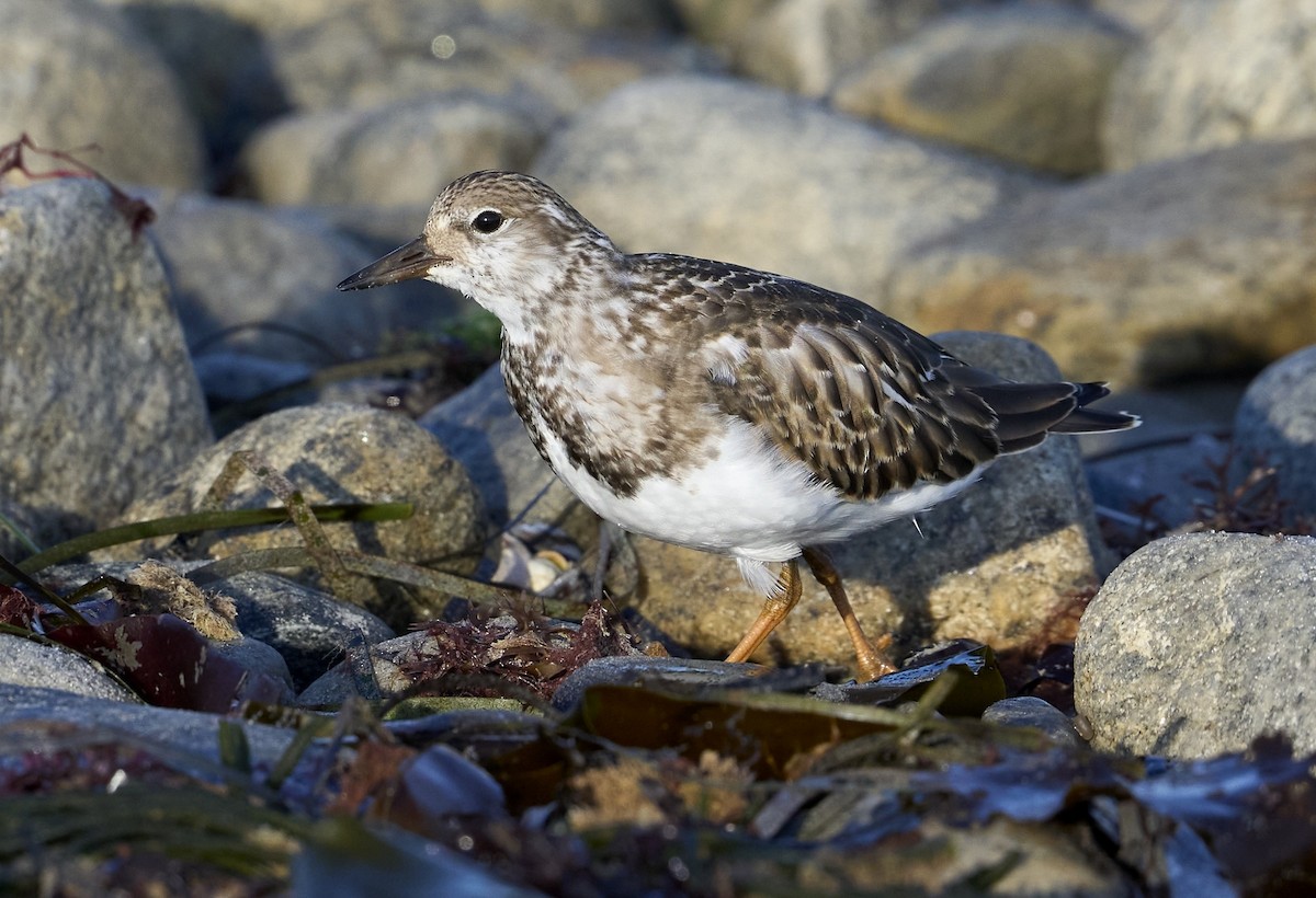 Ruddy Turnstone - Bill Thompson