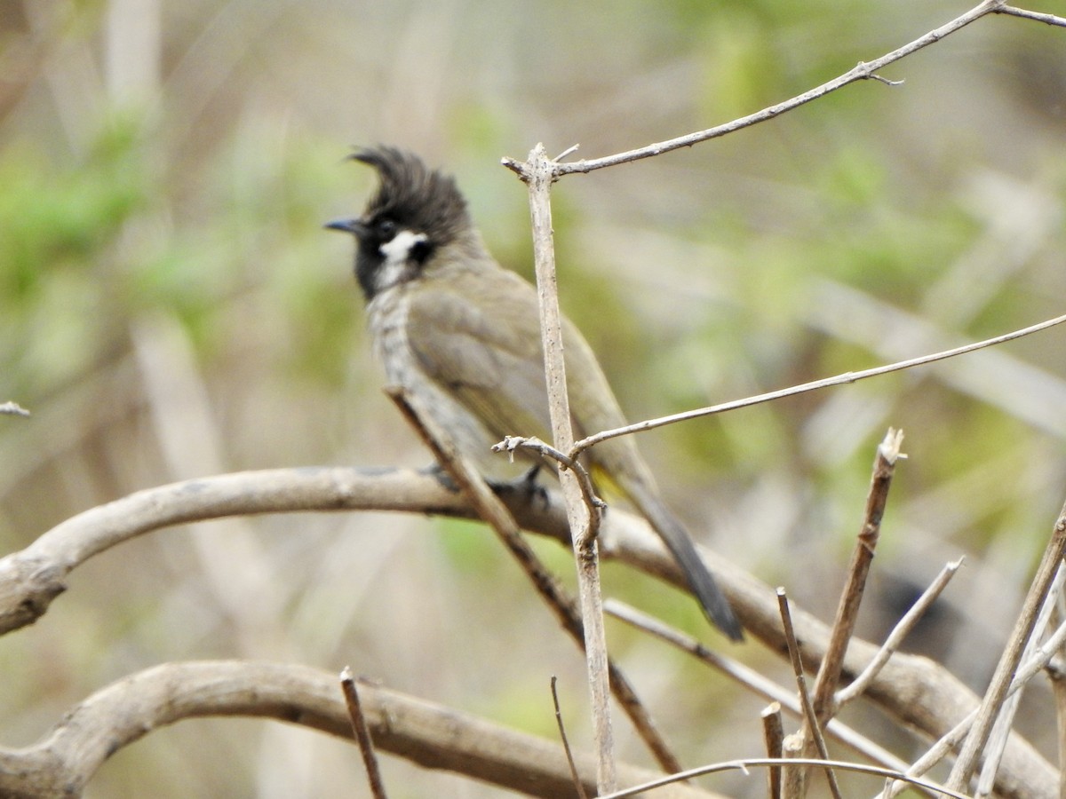 Himalayan Bulbul - ML624513109