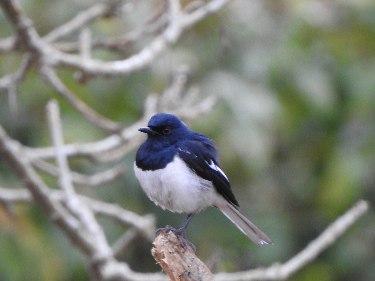 Oriental Magpie-Robin - ML624513113