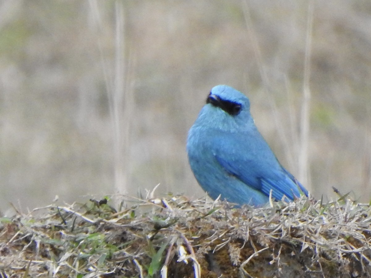 Verditer Flycatcher - ML624513115