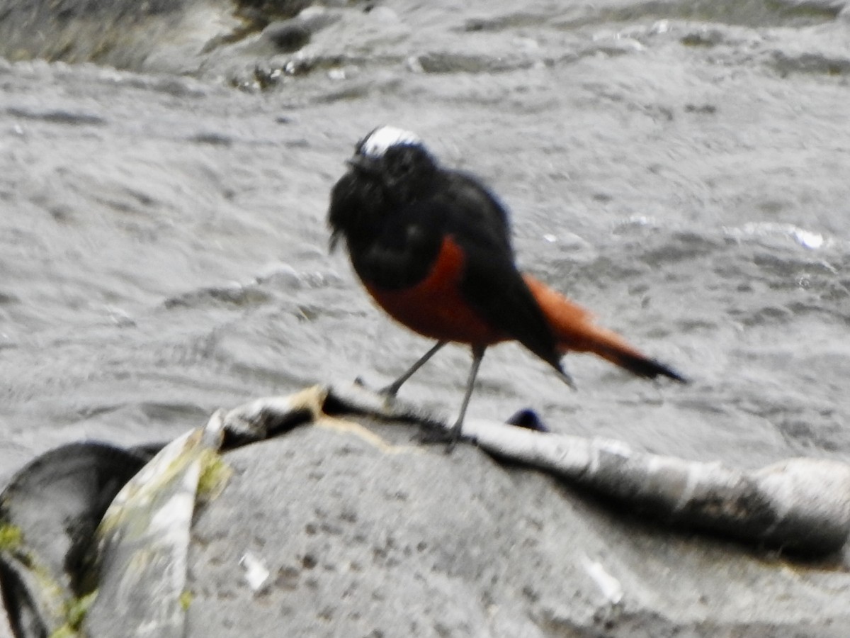 White-capped Redstart - ML624513127