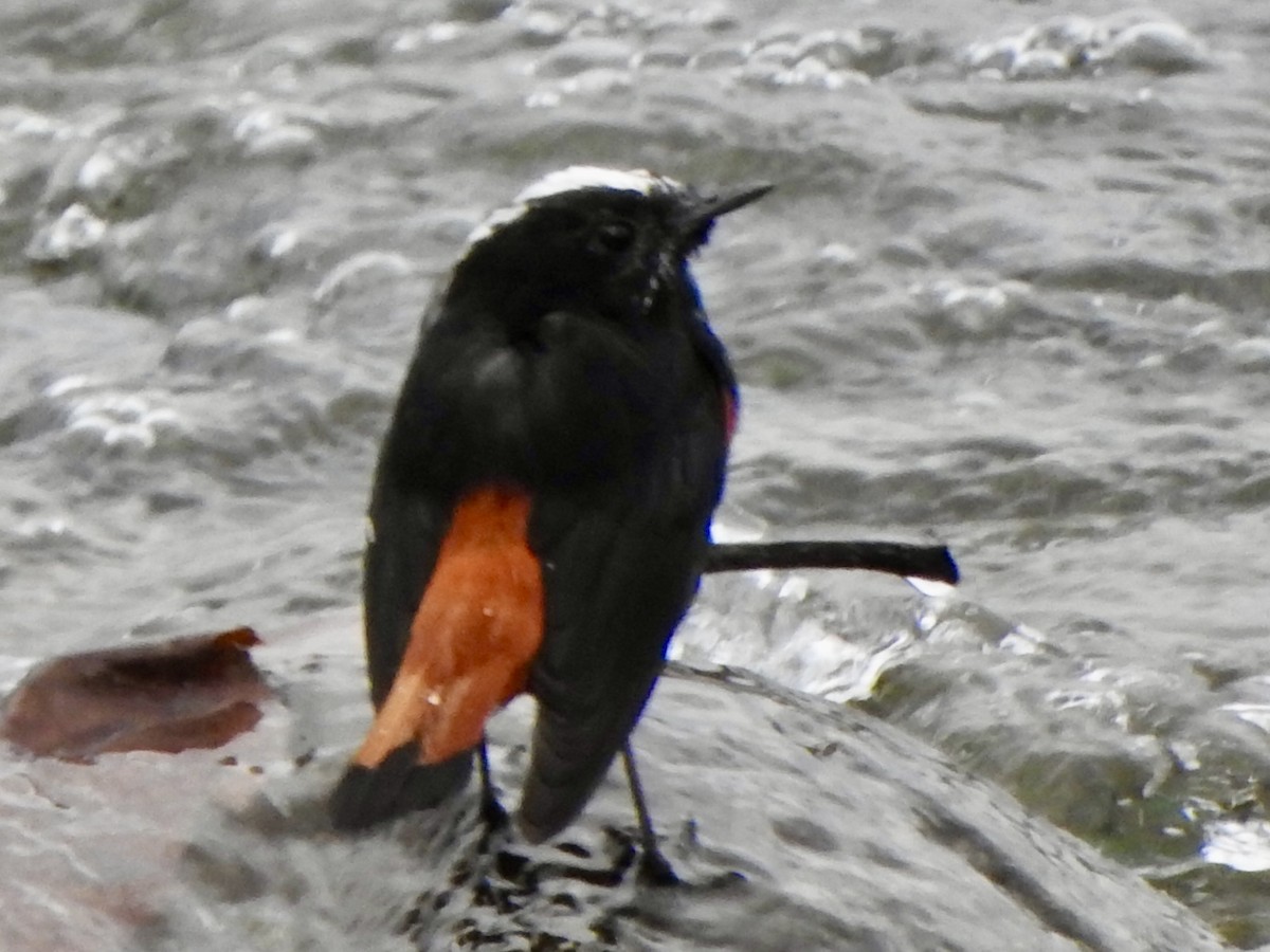 White-capped Redstart - ML624513132