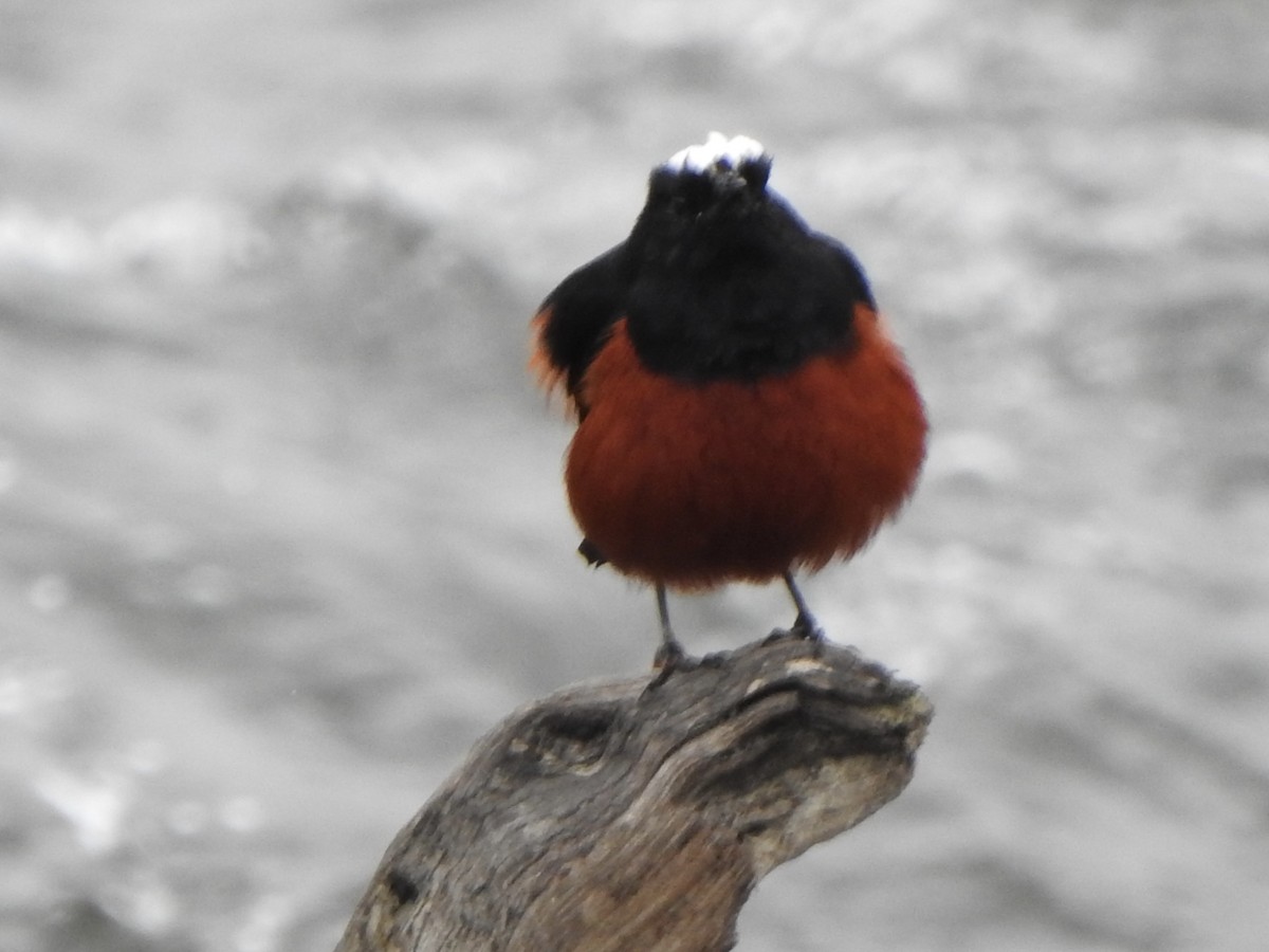 White-capped Redstart - ML624513136
