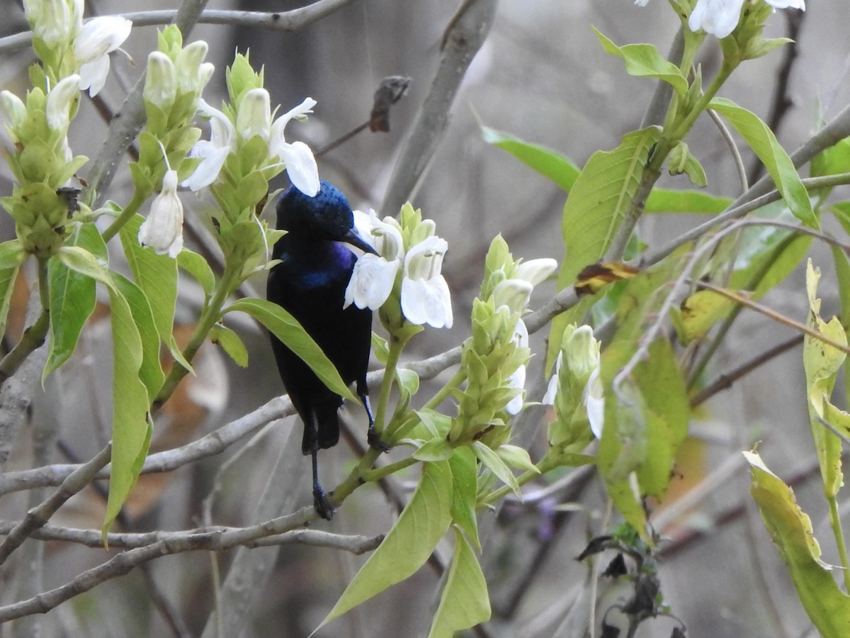 Purple Sunbird - ML624513163