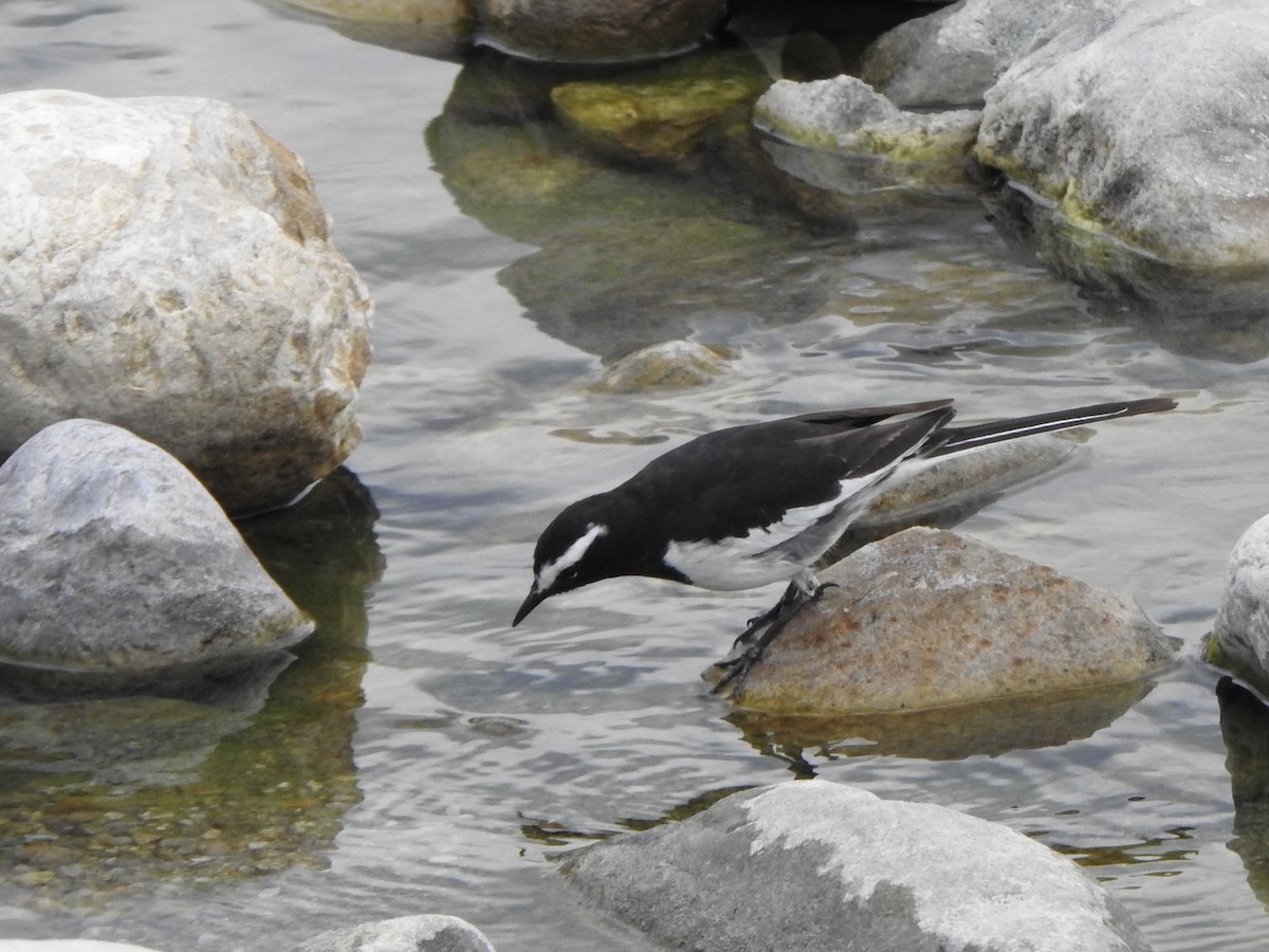 White-browed Wagtail - ML624513170