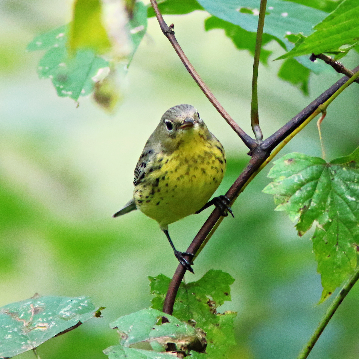 Kirtland's Warbler - ML624513171