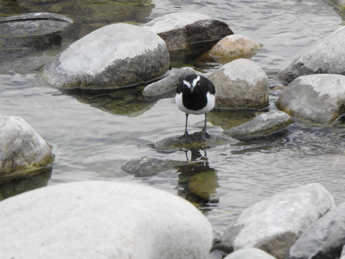 White-browed Wagtail - ML624513172