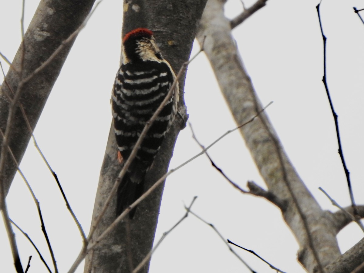 Fulvous-breasted Woodpecker - ML624513217