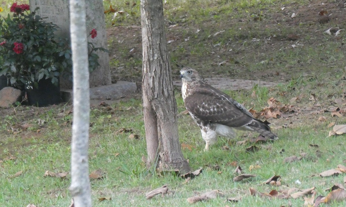 Red-tailed Hawk - ML624513219