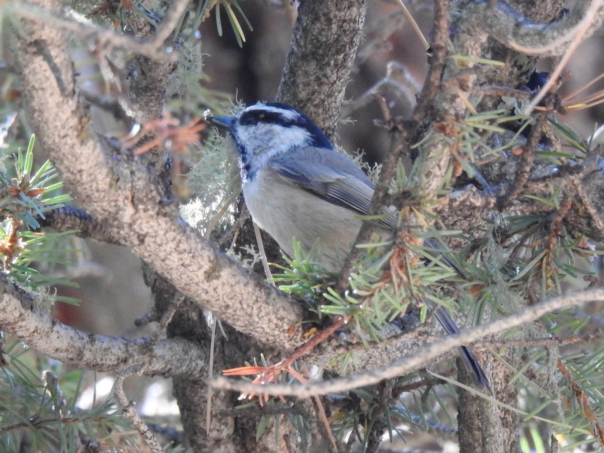 Mountain Chickadee - ML624513224