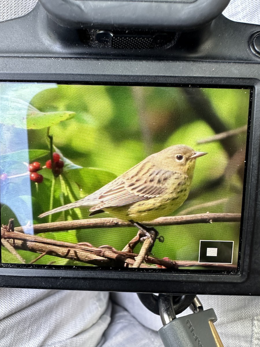 Kirtland's Warbler - ML624513242