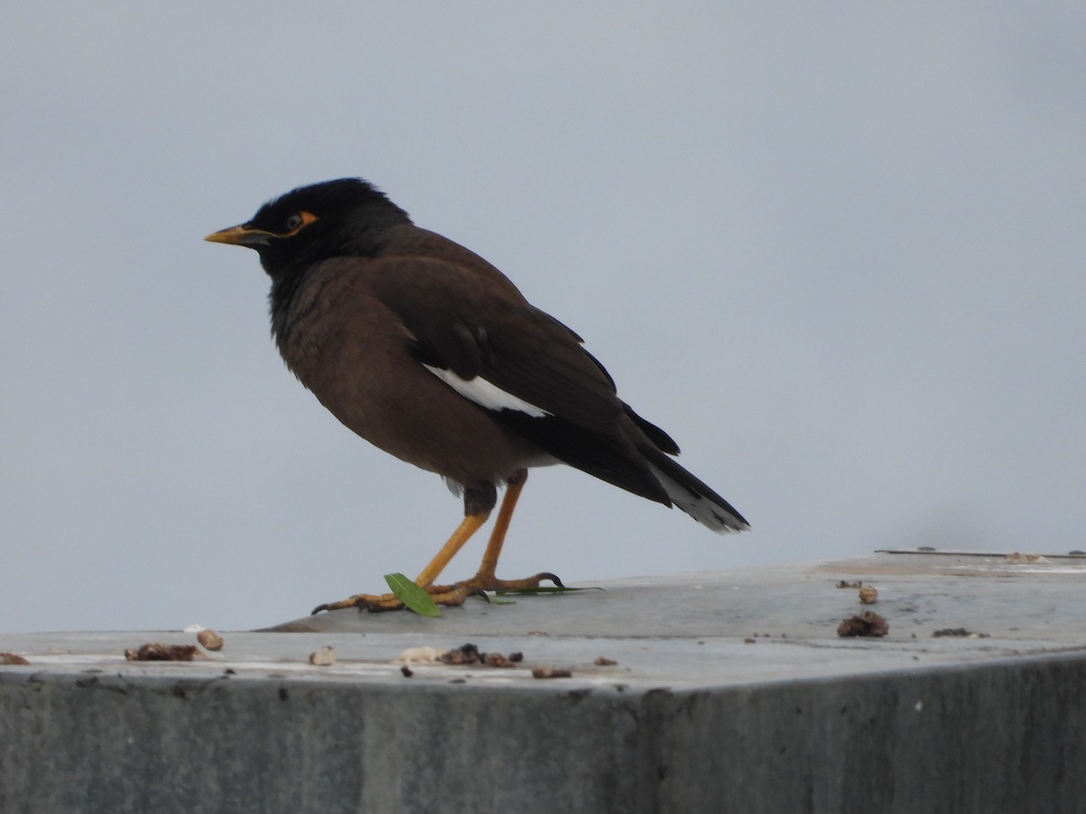 Common Myna - ML624513255