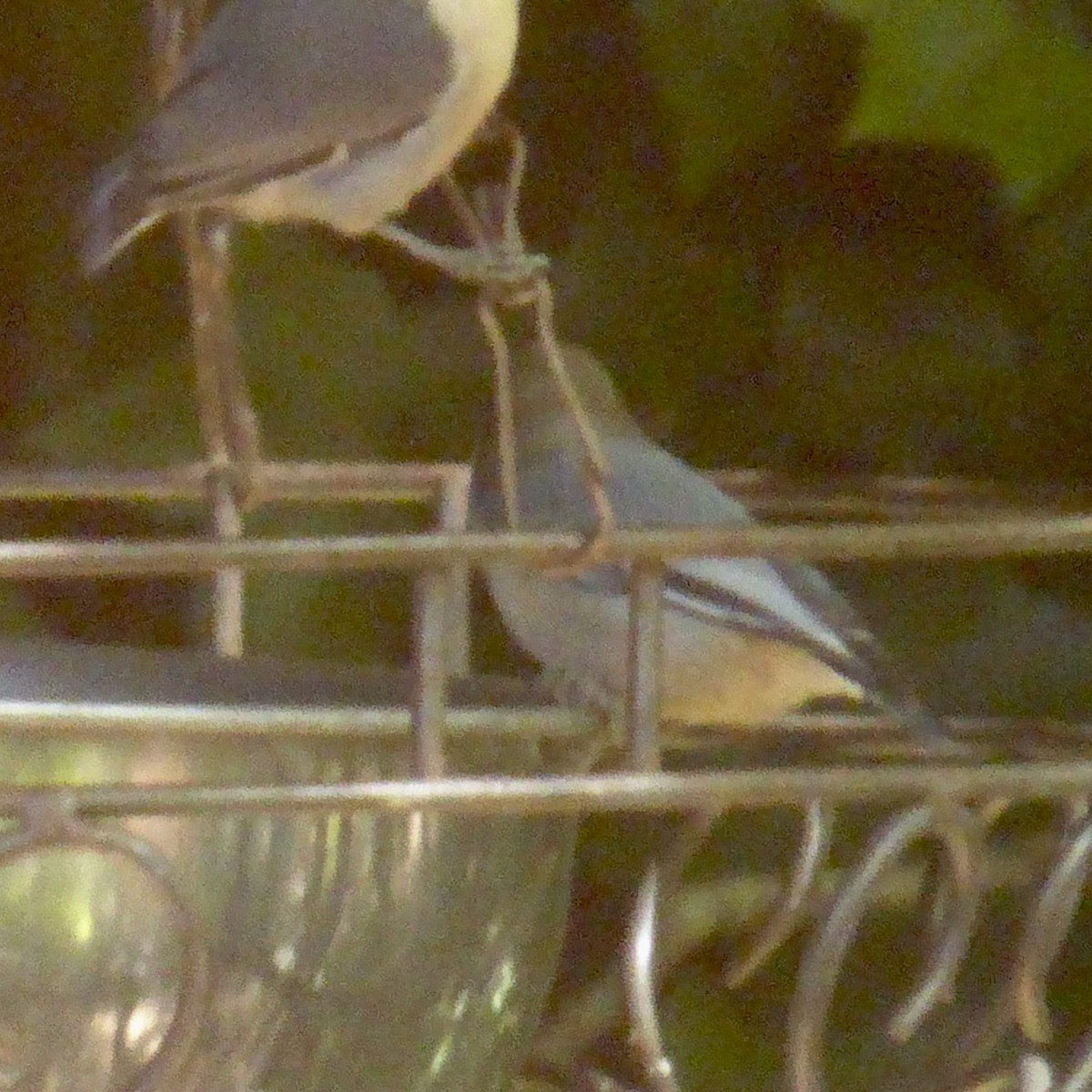 Pygmy Nuthatch - ML624513269