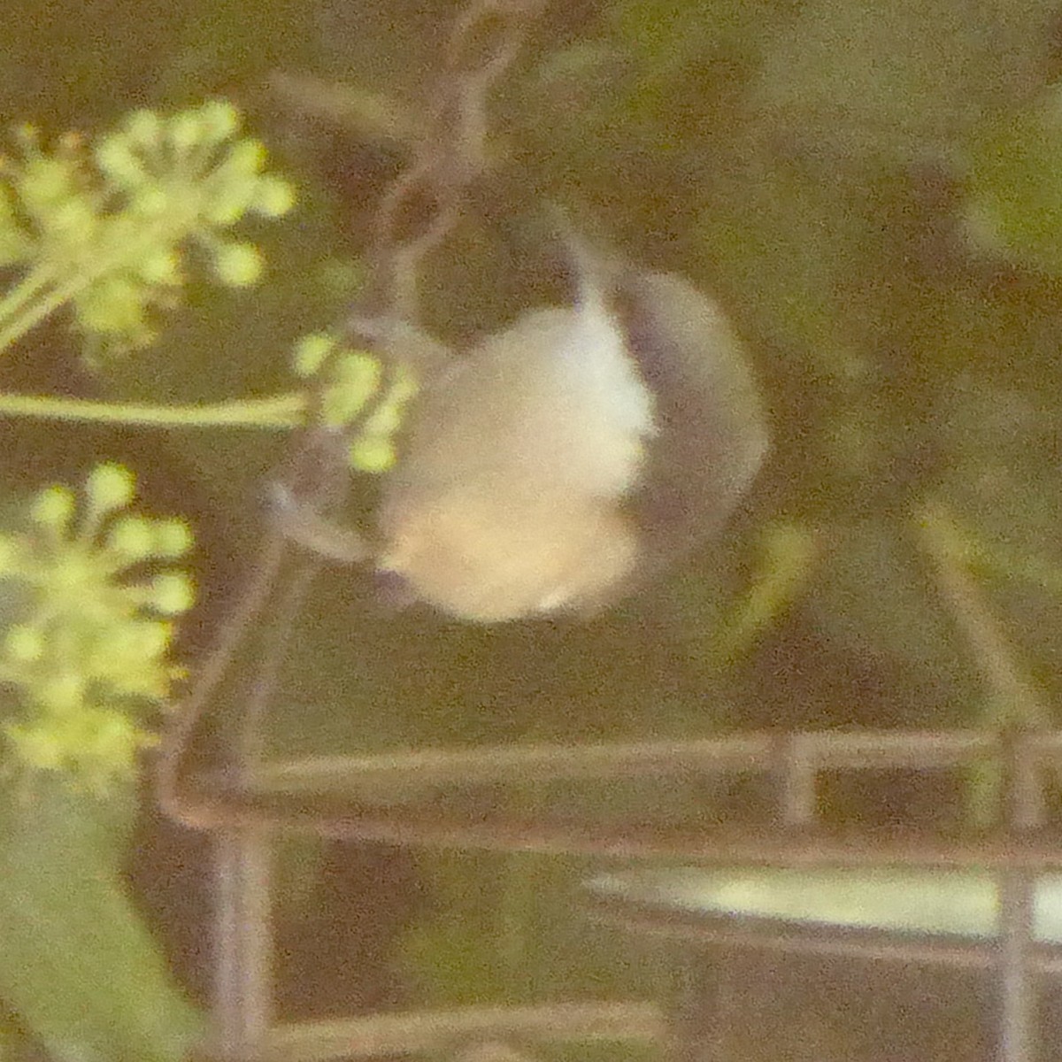 Pygmy Nuthatch - ML624513275