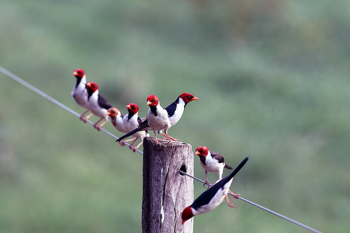 Yellow-billed Cardinal - ML624513281