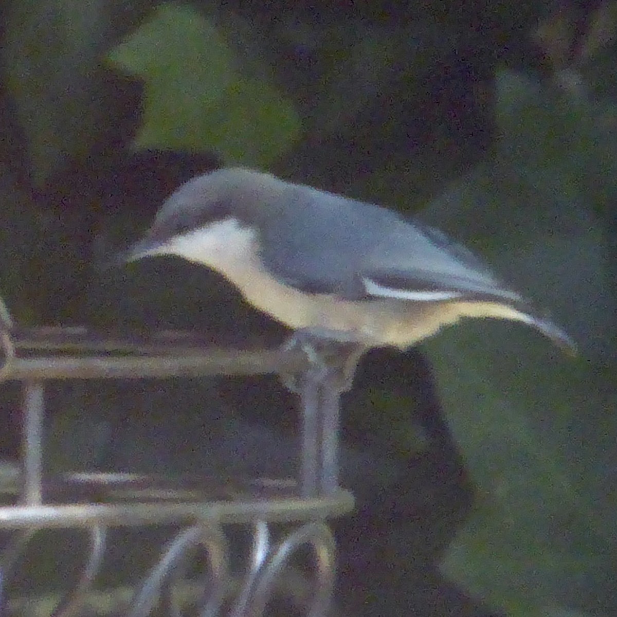 Pygmy Nuthatch - ML624513296