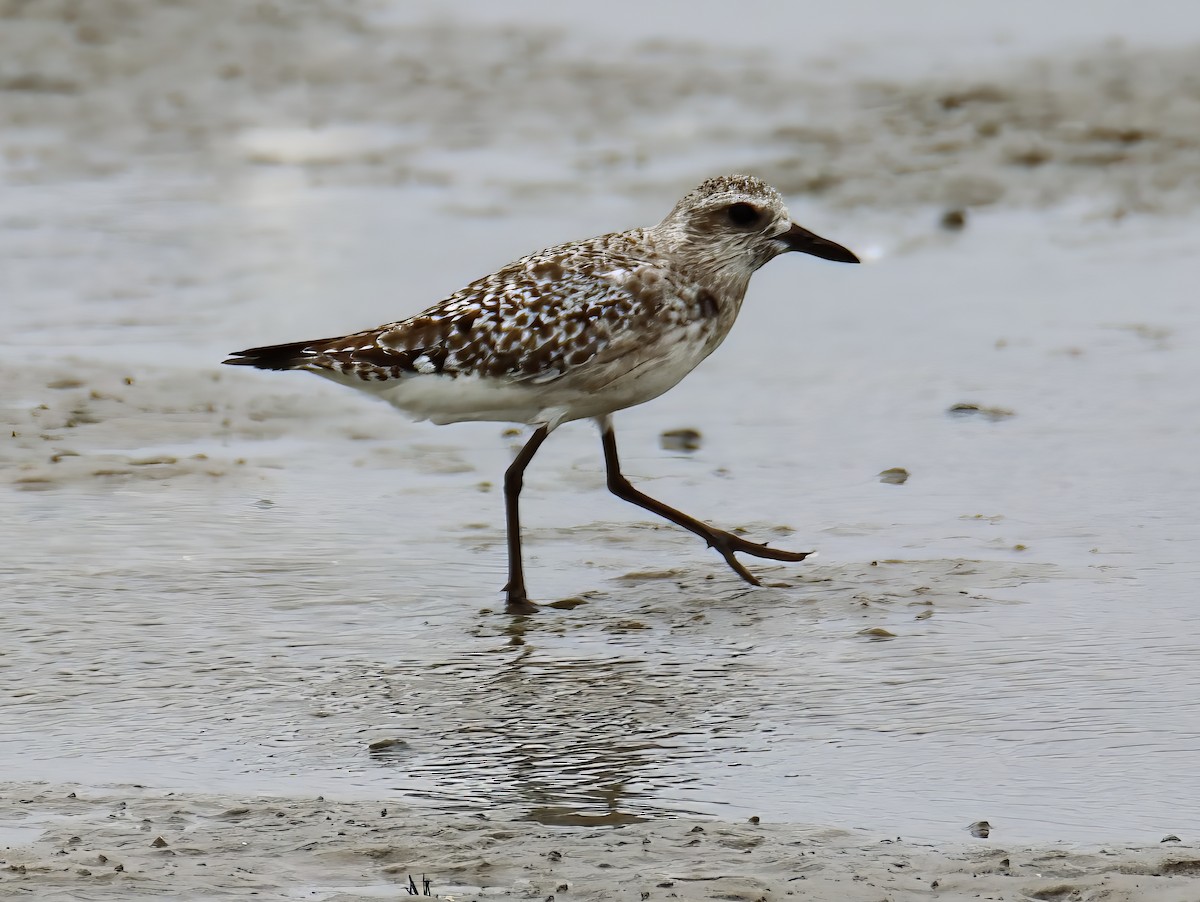 Black-bellied Plover - ML624513322